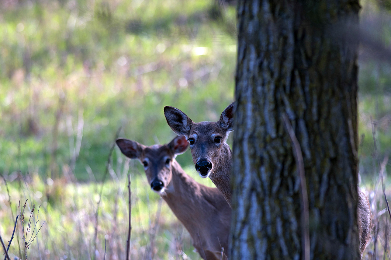 Area M gallery image 3